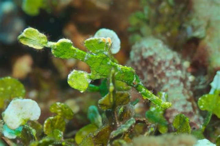 SOLENOSTOMUS HALIMEDA (ORR, FRITZSCHE & RANDALL, 2002)